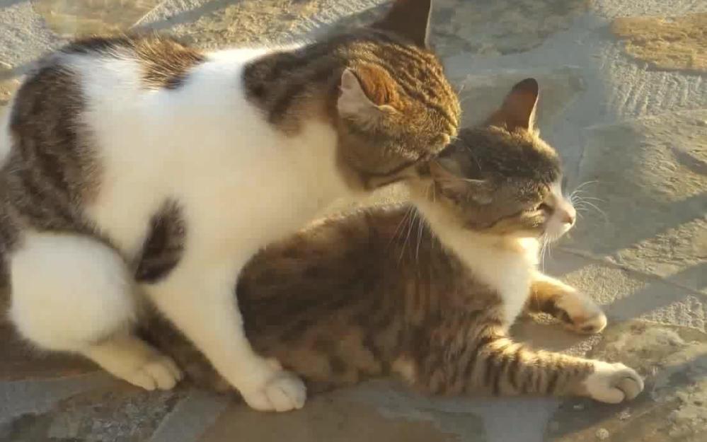 The strange behavior of female cats, why do they cry miserably during