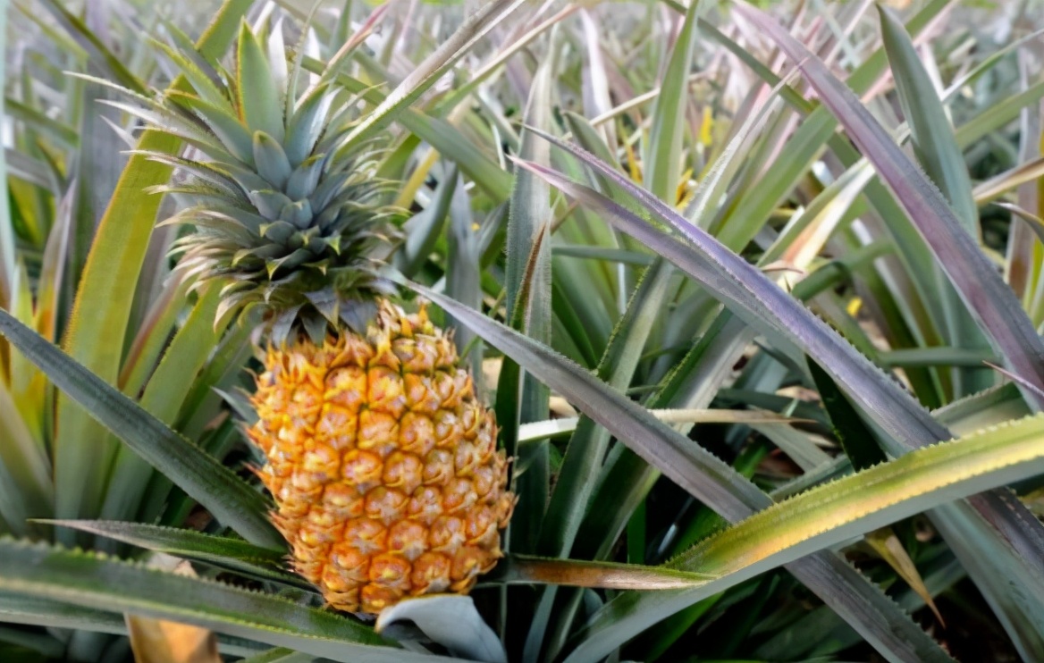 图片[1]-果农教你挑菠萝技巧  这样选个个鲜甜多汁-起舞食谱网