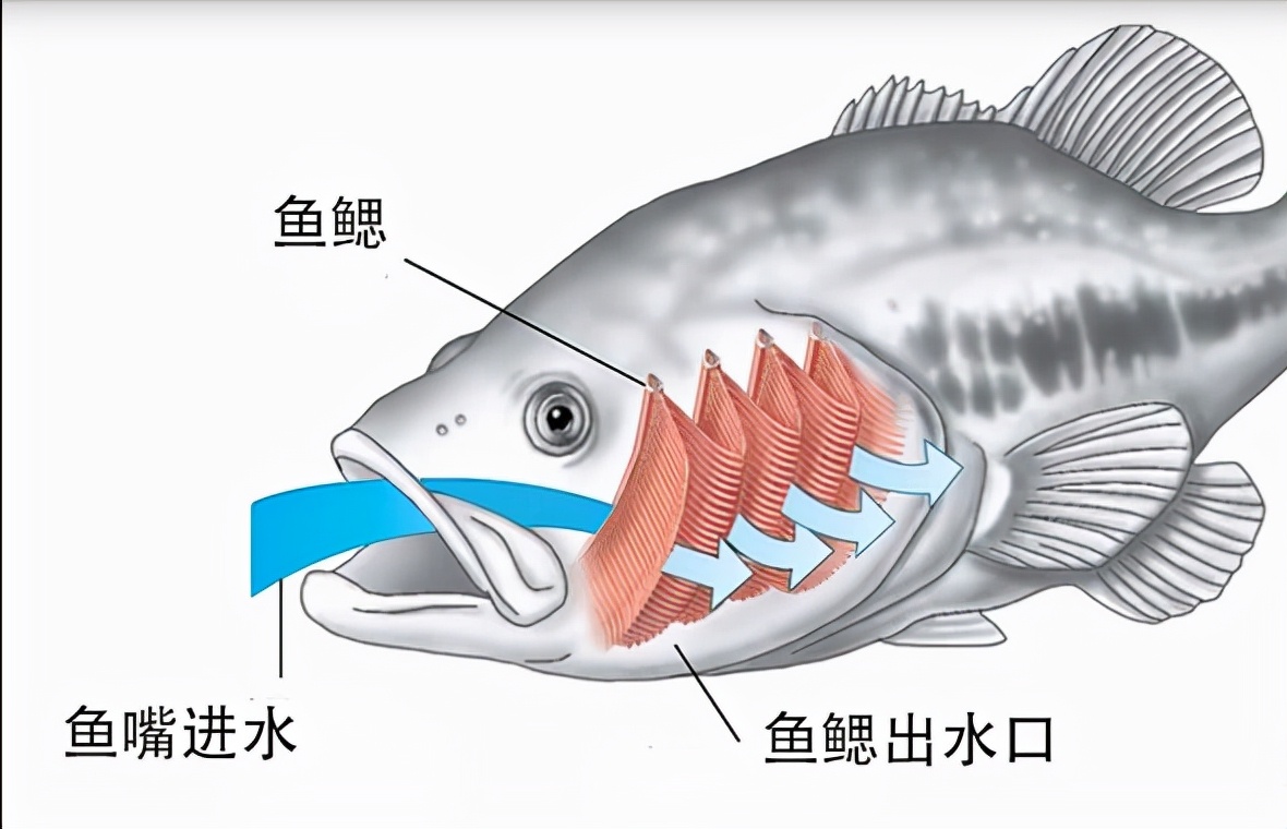 How many ways do fish breathe? - iNEWS