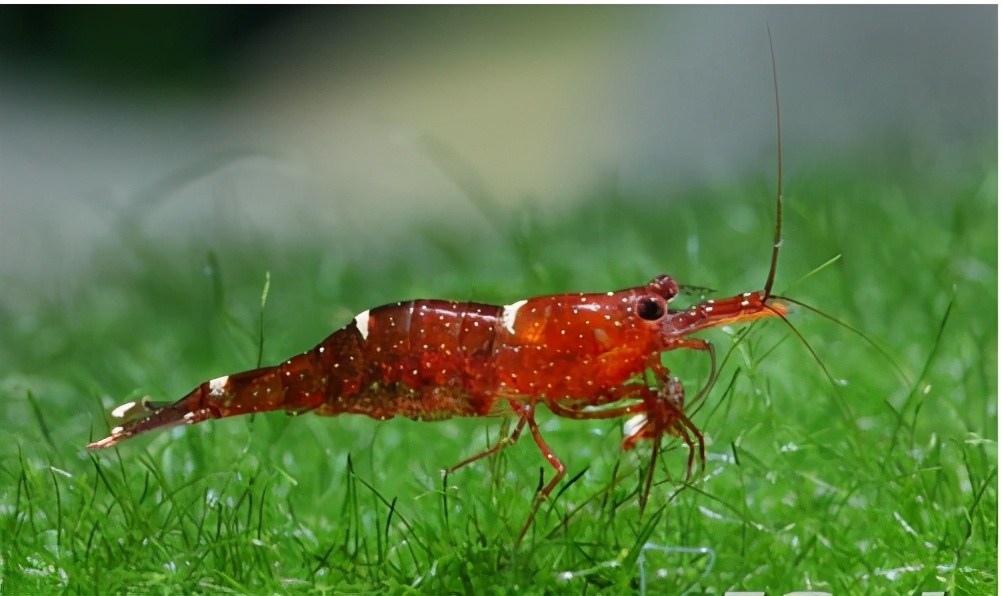 The 5 most beautiful shrimps in the world, each of them will make your ...