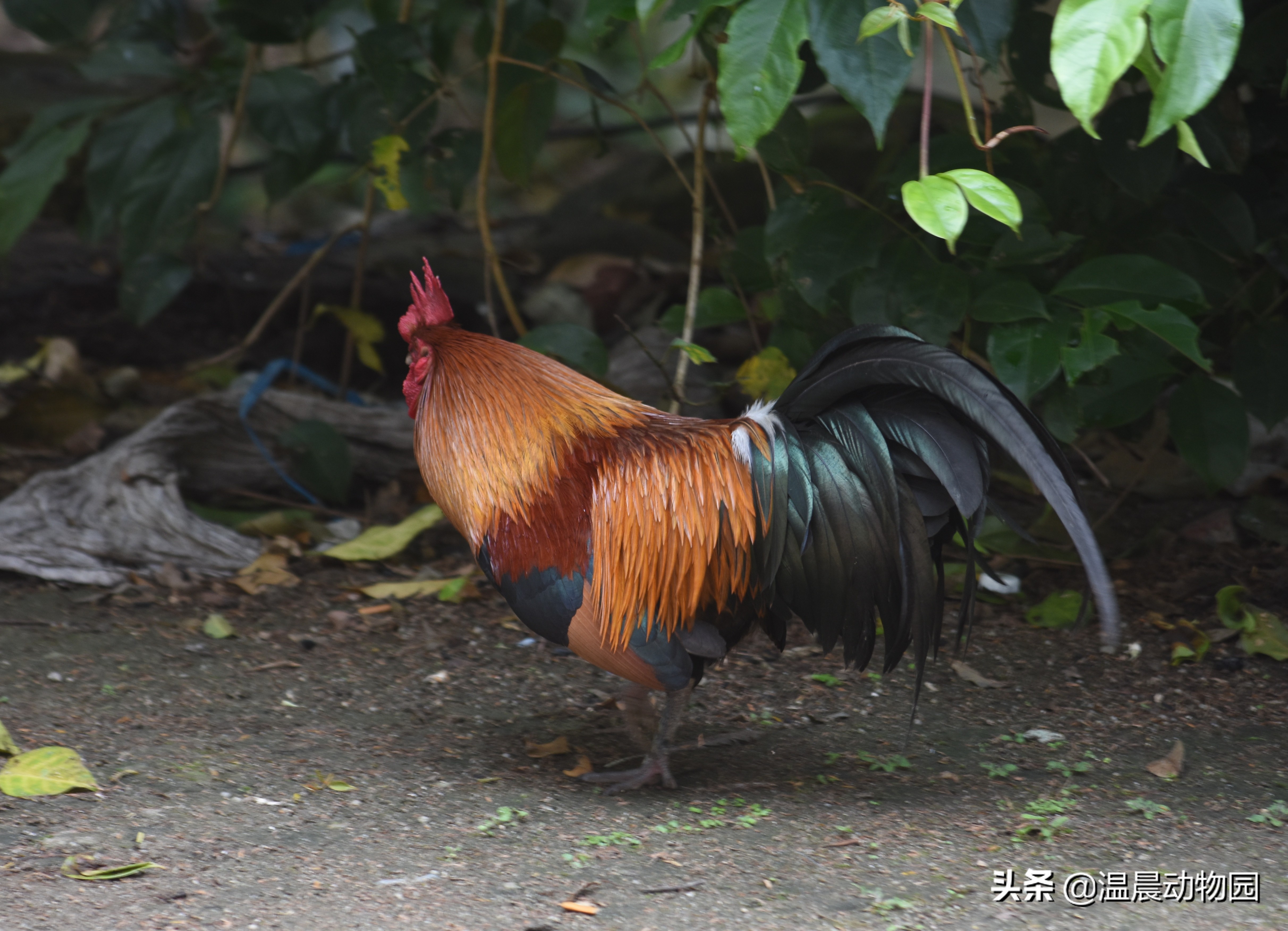 家禽的寻亲之旅：鸡鸭鹅的祖先们，至今还跟人类共同生活在地球上