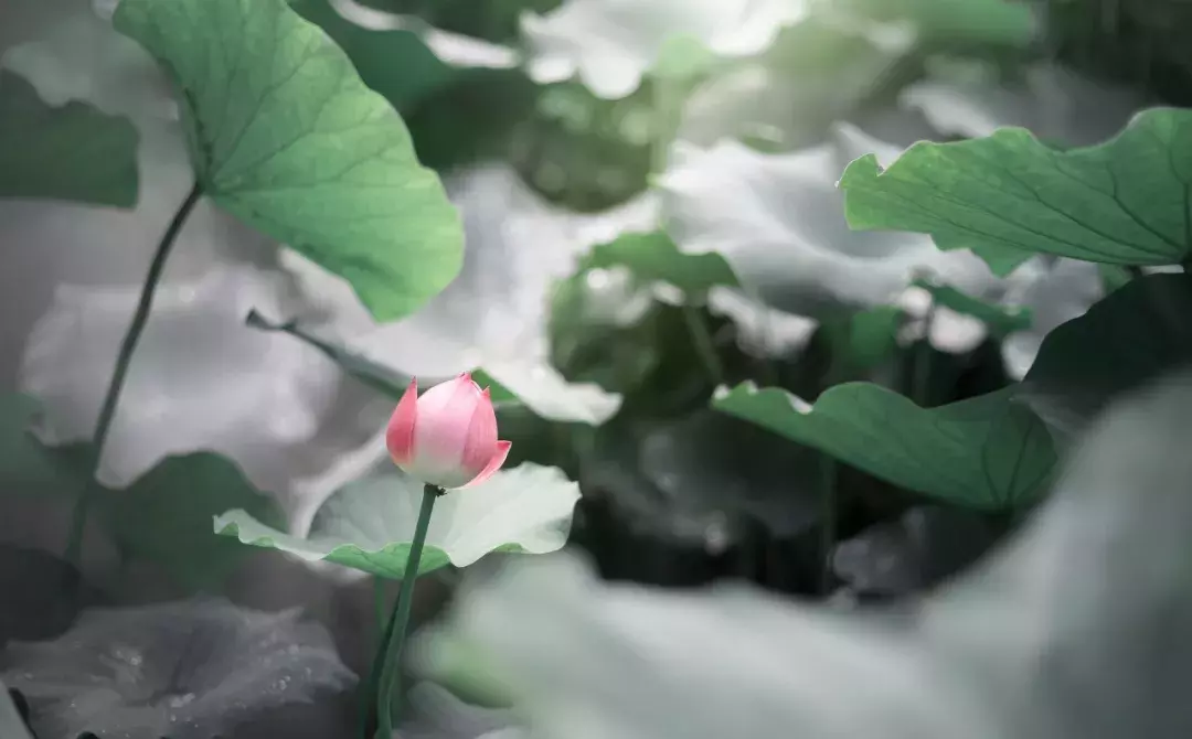 8首夏夜诗词:我在等风,也等你-第5张图片-非凡网 8首夏夜诗词:我在等风,也等你-第5张图片-非凡网