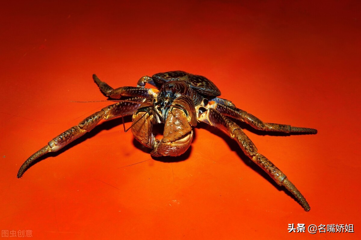 King of Crabs!Titanic is a dry duck, what is so special about the