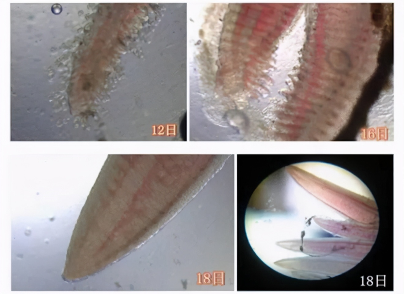 黄骨鱼毛管虫病主要症状及危害