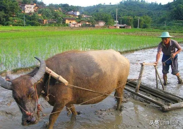 水牛力气比黄牛大，为什么人们反而喜欢养黄牛耕地？6个原因