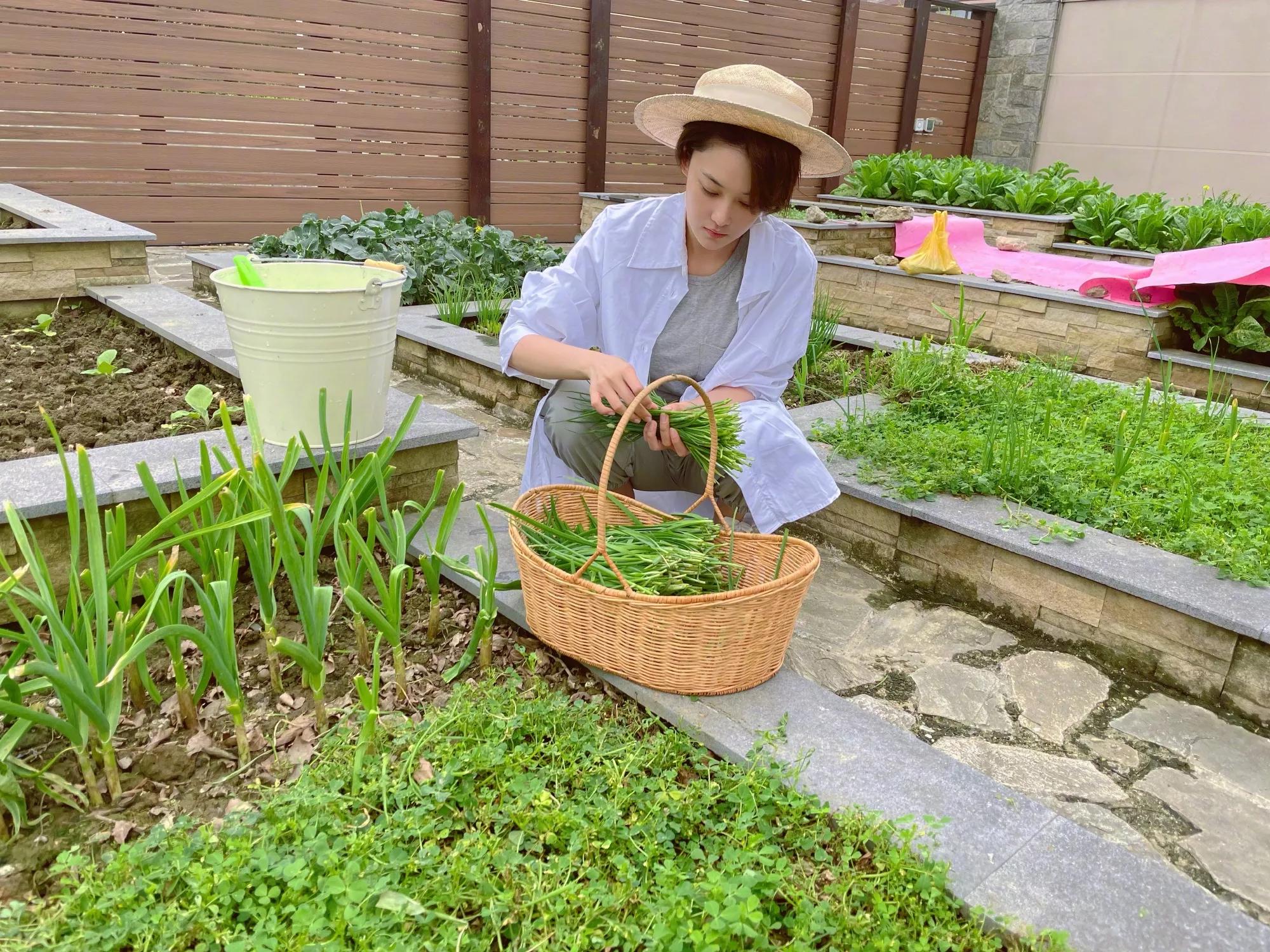 The farm opening strong and pervasive fragrance that Zhang Xin grants, received goods full ～ in April