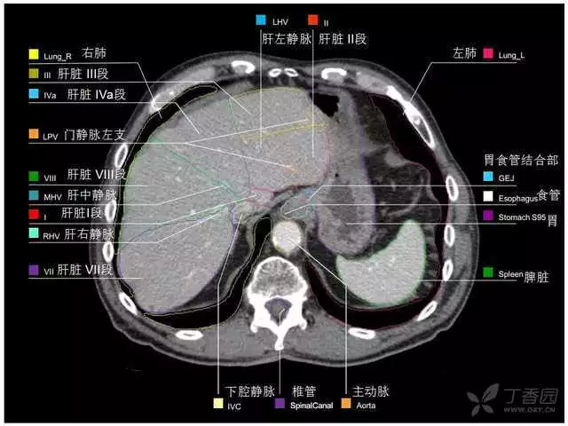 掌握这篇解剖，晋级腹部CT影像诊断高手（精细版）