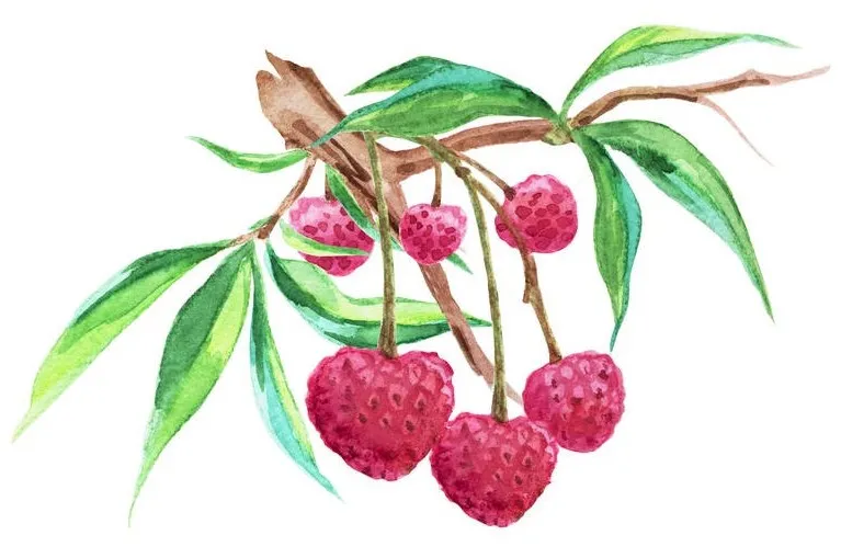 夏天的美味怎么少得了荔枝,来这里吃个够