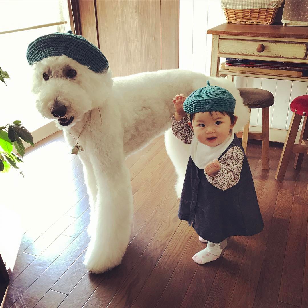 日本老太用贵宾犬给小女孩拍照，结果让你心都融化了