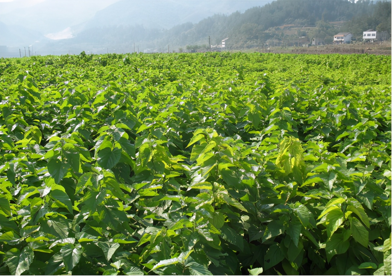 “十四五”时期，乡村旅游如何发展，这五种模式，值得借鉴