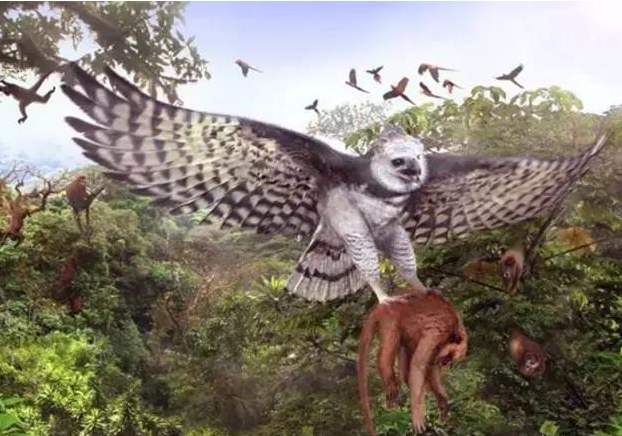 菲律宾有种吃猴子的鸟，翅膀张开2.5米，人送外号“森林飞虎”