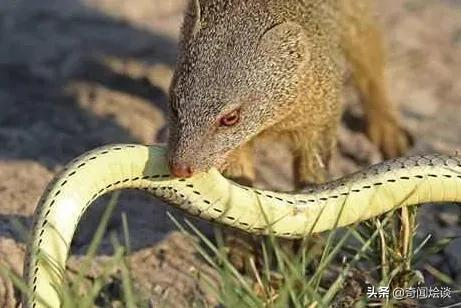 生吞活啃的动物残酷捕食瞬间被抓拍让人惊叹到过目不忘真壮观