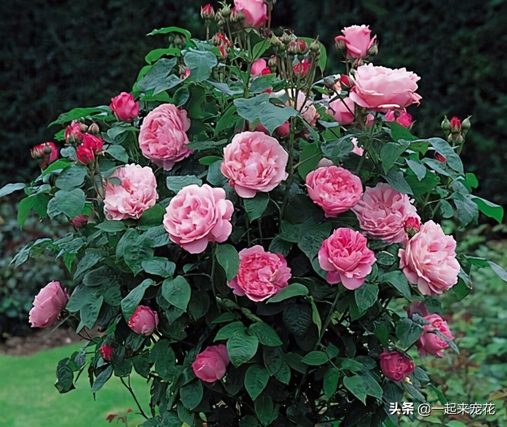 春天养月季 给它喷几种杀虫水 不花一分钱 害虫都跑开 一起来宠花 Mdeditor