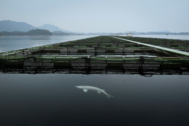 千島湖的秘密20年以魚養水鰱鱅成最大功臣