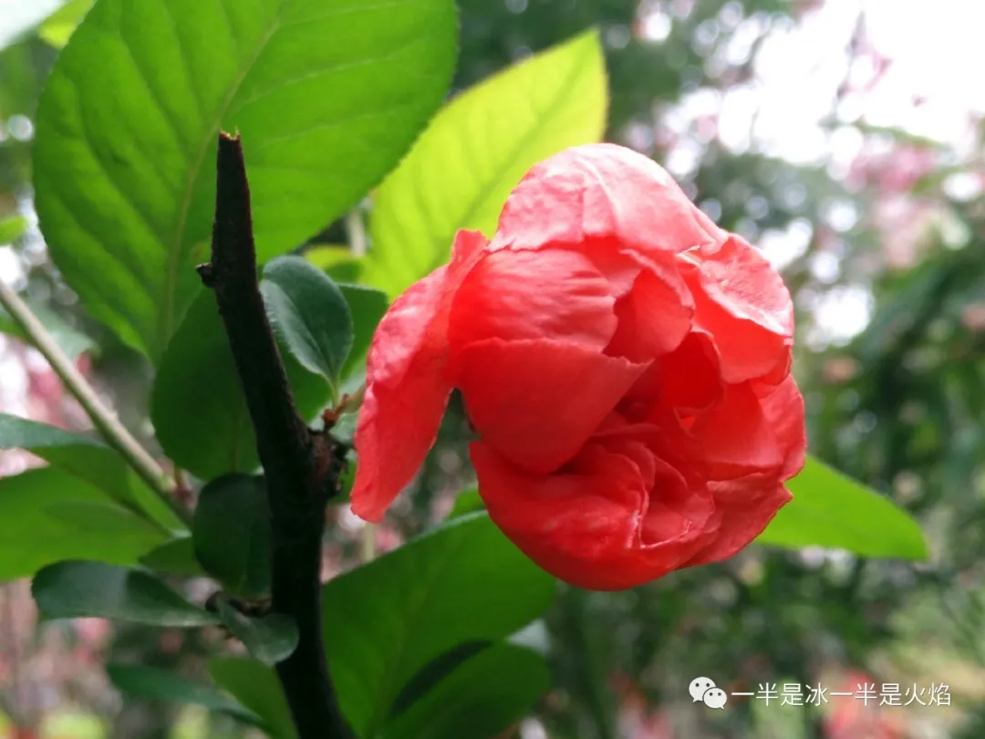 随笔：最喜海棠半含雨，任是无情也动人-第5张图片-诗句网