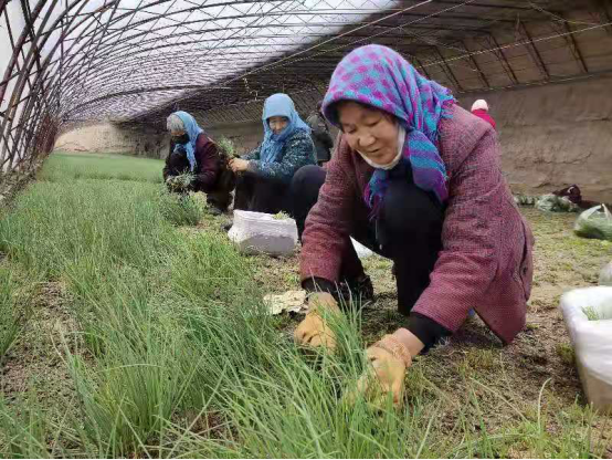 甘肃省民勤县：温室沙葱畅销市场 带动全村脱贫致富