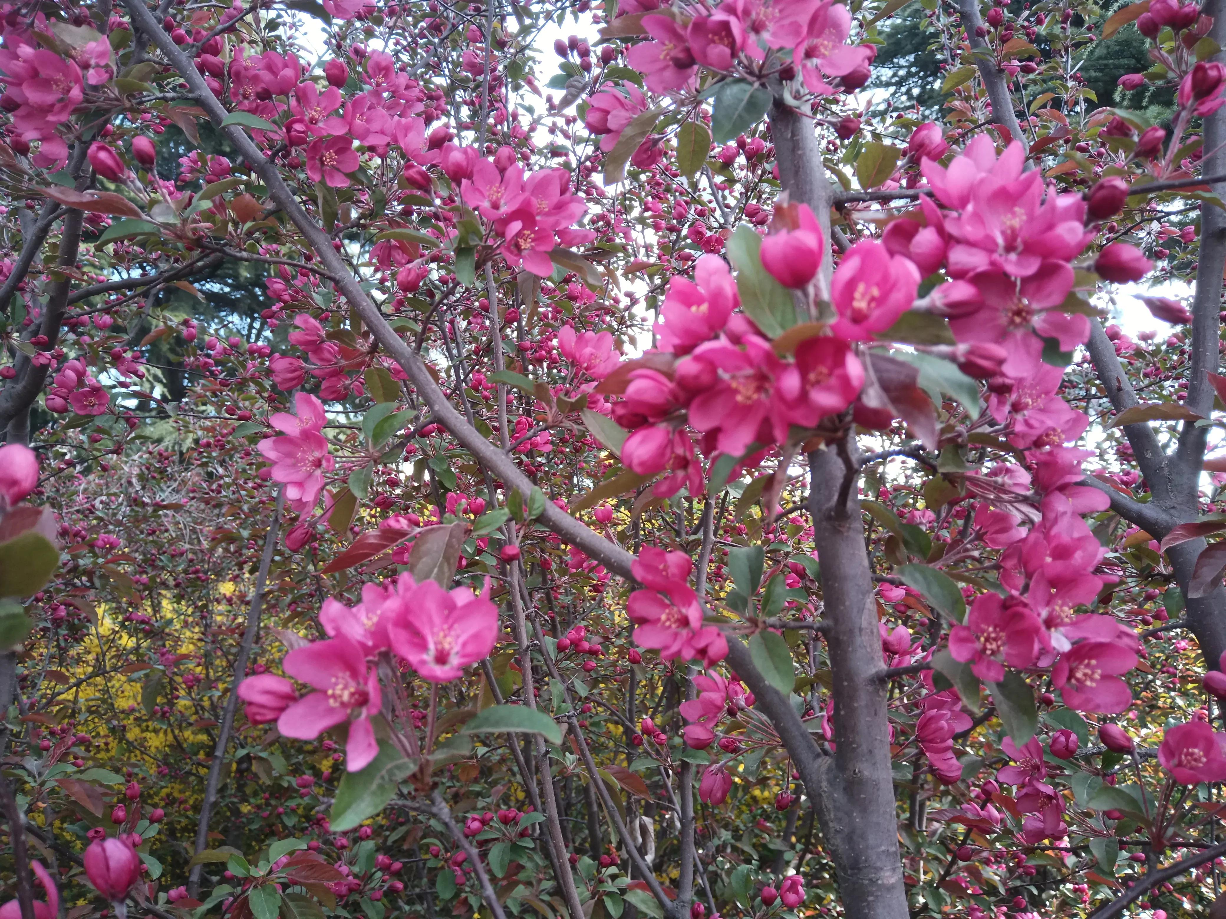 春韵 紫红色的海棠花 张爱春 Mdeditor