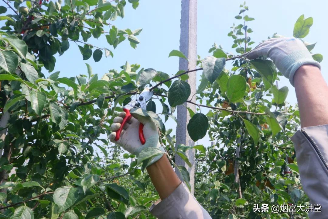苹果套袋后果园出现黄化落叶怎么办?