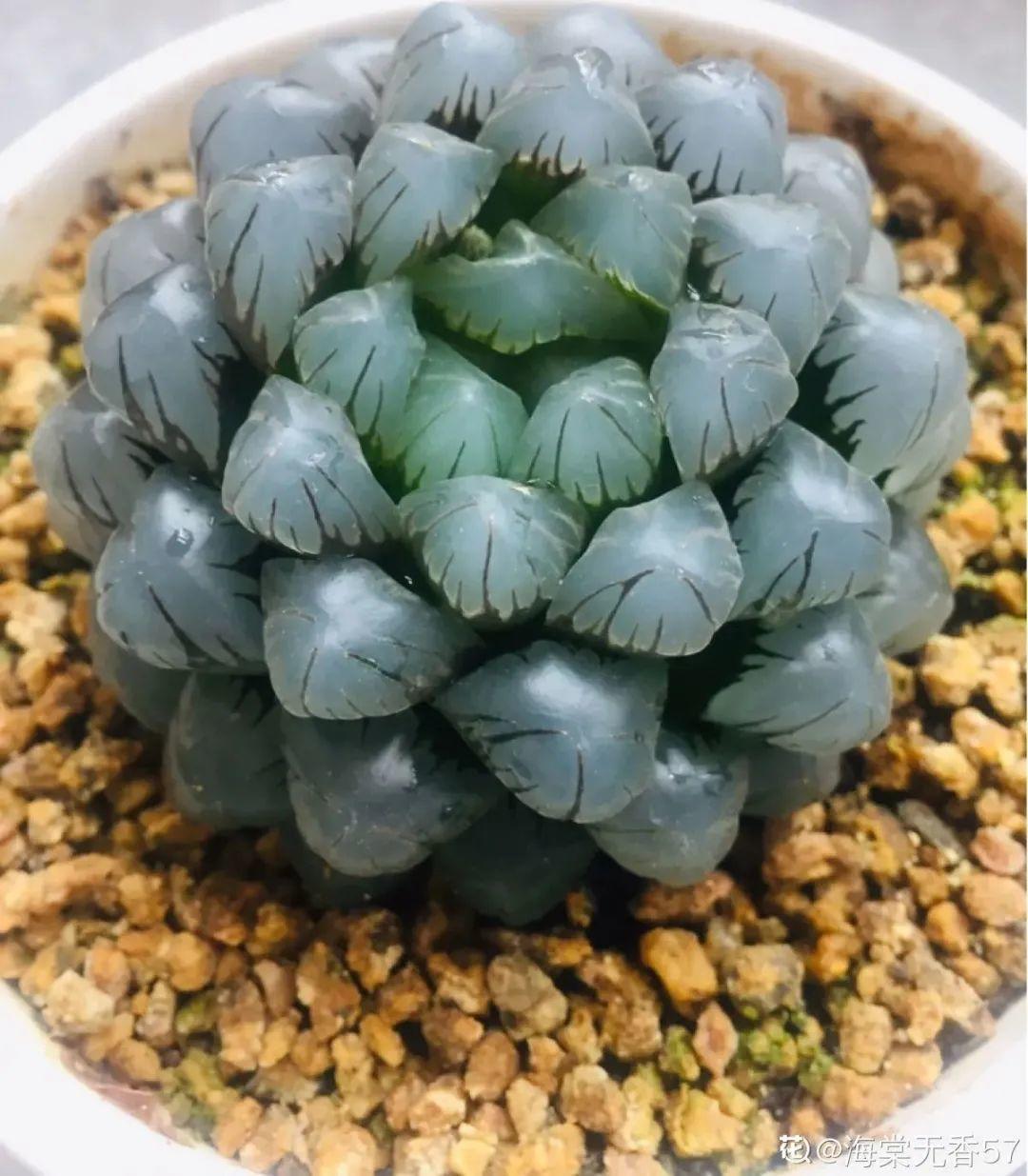 春天不能晒的花，越晒越丑，放阴凉地儿，反倒