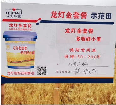 龙灯化学:龙灯"金套餐"高效防治麦田综合病害