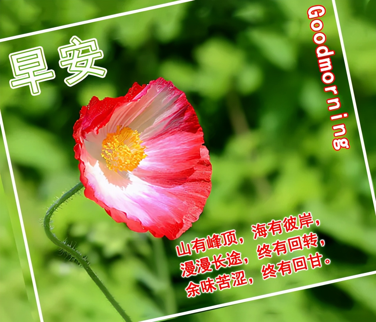 早上好表情动态 祝福语问候语 图片