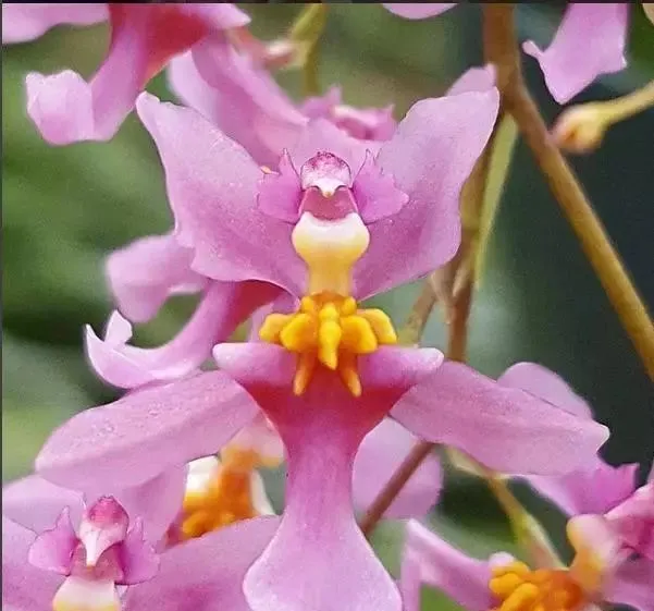 160種· 奇花異草,絕對有你沒見過的! 「下部分」