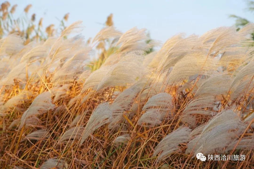 洽川濕地蘆花飛舞，沉醉了時(shí)光，驚艷了你