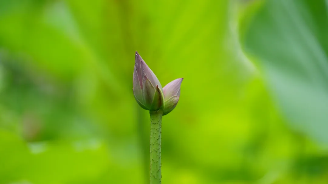 花开并蒂!济南大明湖发现“并蒂莲”
