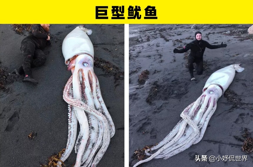 深海100000米以下生物