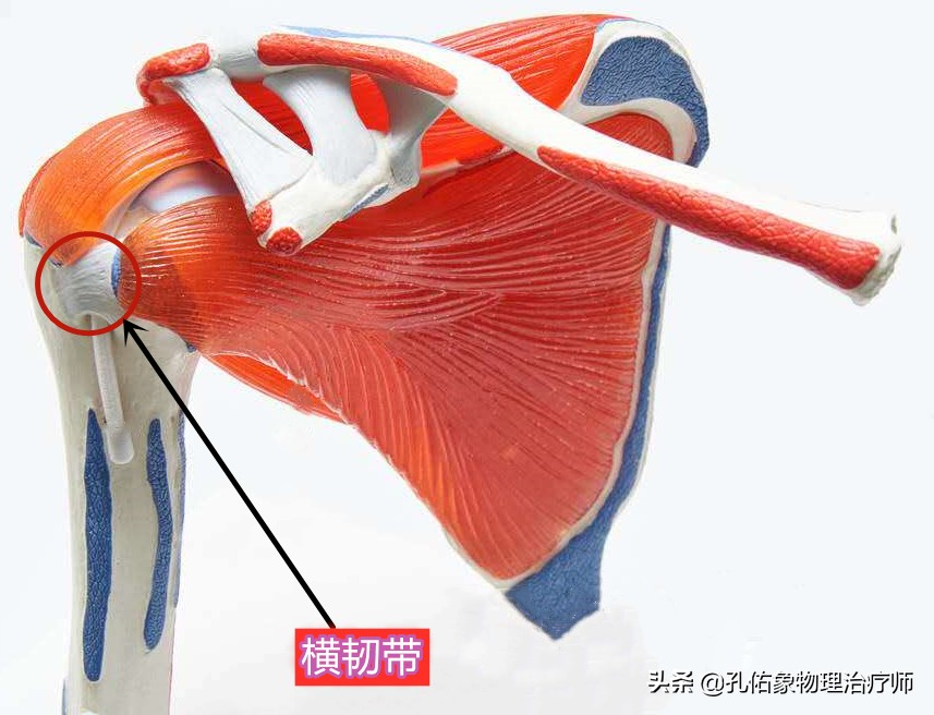出现肩膀疼痛、活动困难就是肩周炎吗？医生辟谣，带您了解肩痛
