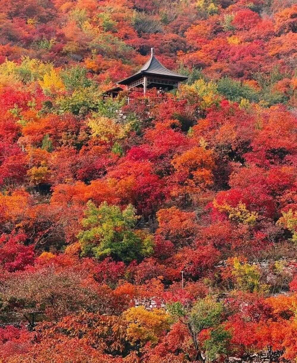 Pofengling Red Leaves Appreciation Guide and Featured Homestay Reviews ...