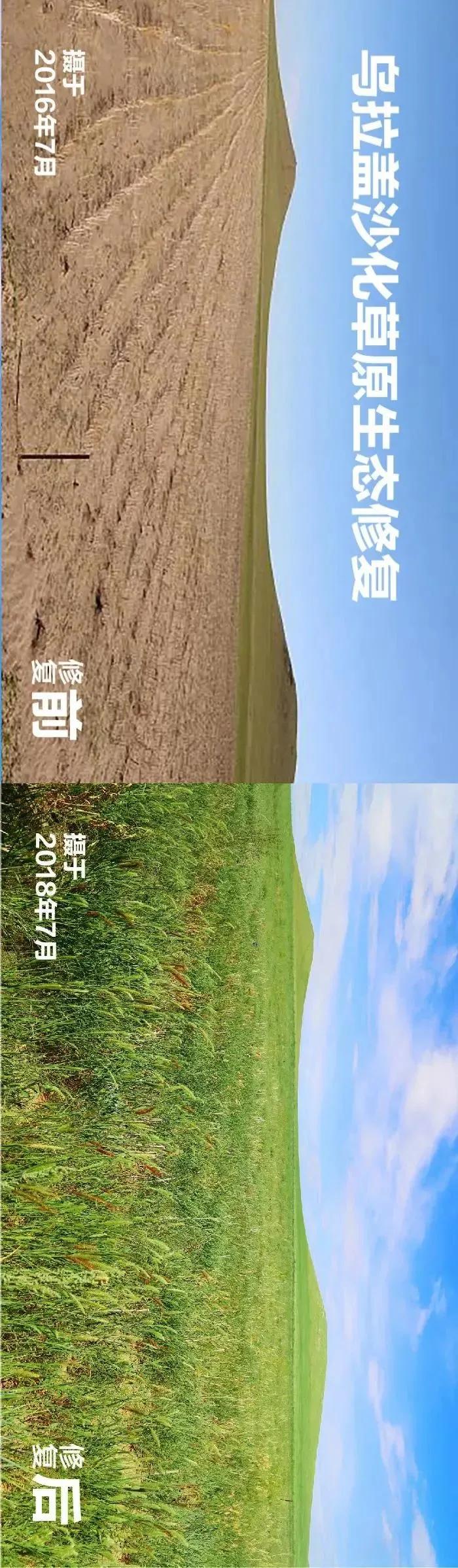 给退化的草原疗伤，一群人一辈子的研究