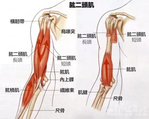 如何高效練出麒麟臂？5個訓練技巧，幫你強化二頭肌