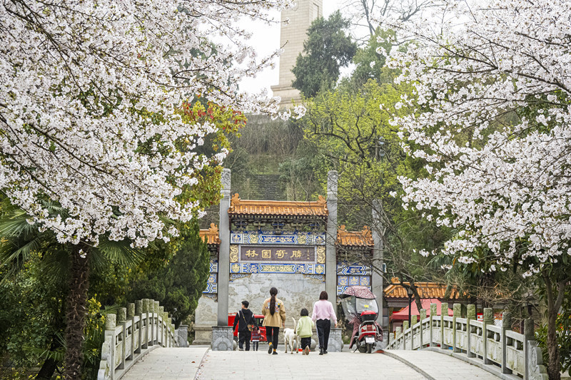 随州：樱花开正艳 市民来打卡