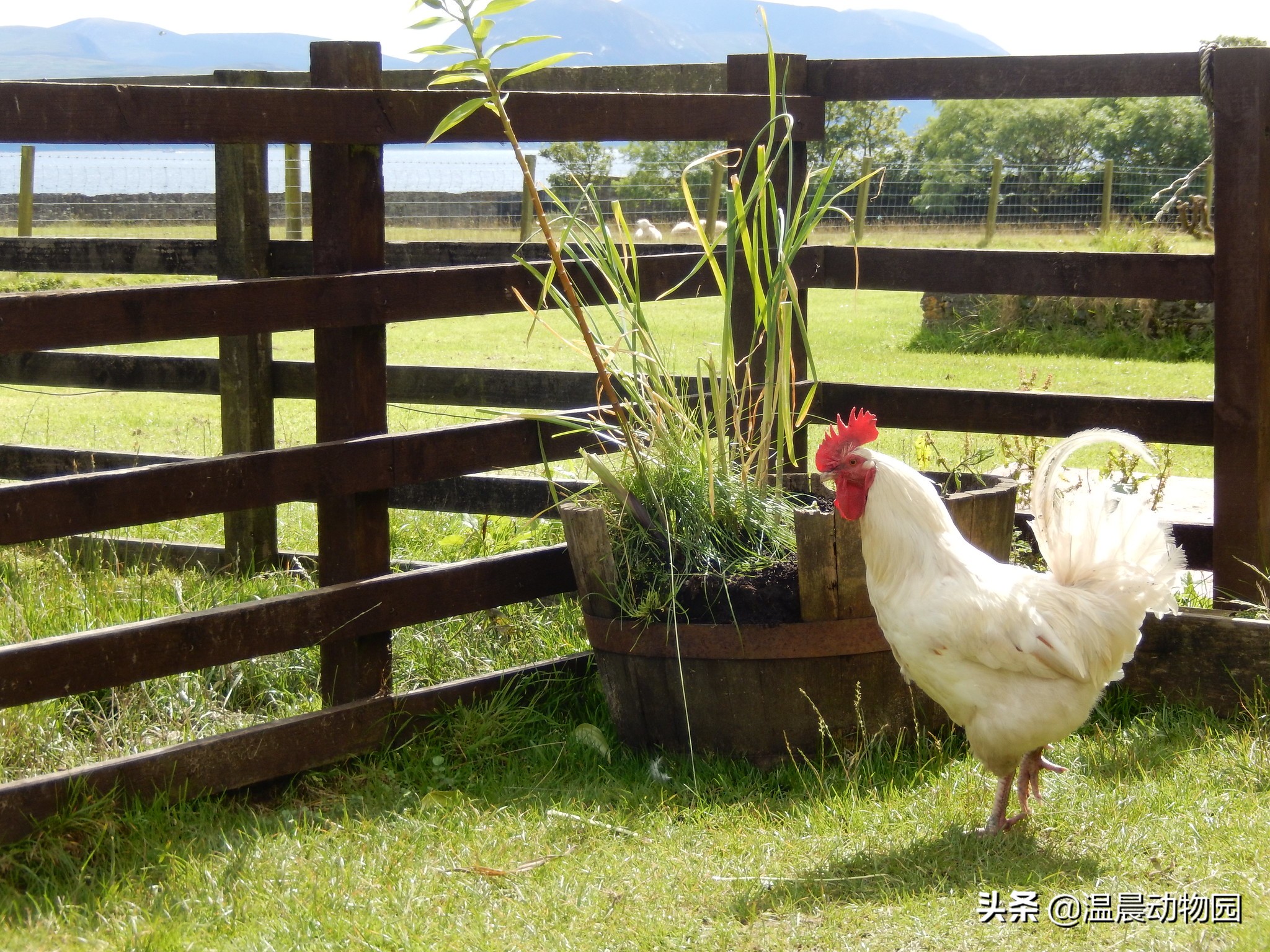 家禽的寻亲之旅：鸡鸭鹅的祖先们，至今还跟人类共同生活在地球上