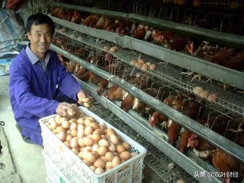 给养鸡户留条活路吧，鸡蛋跌至2.8元一斤，你准