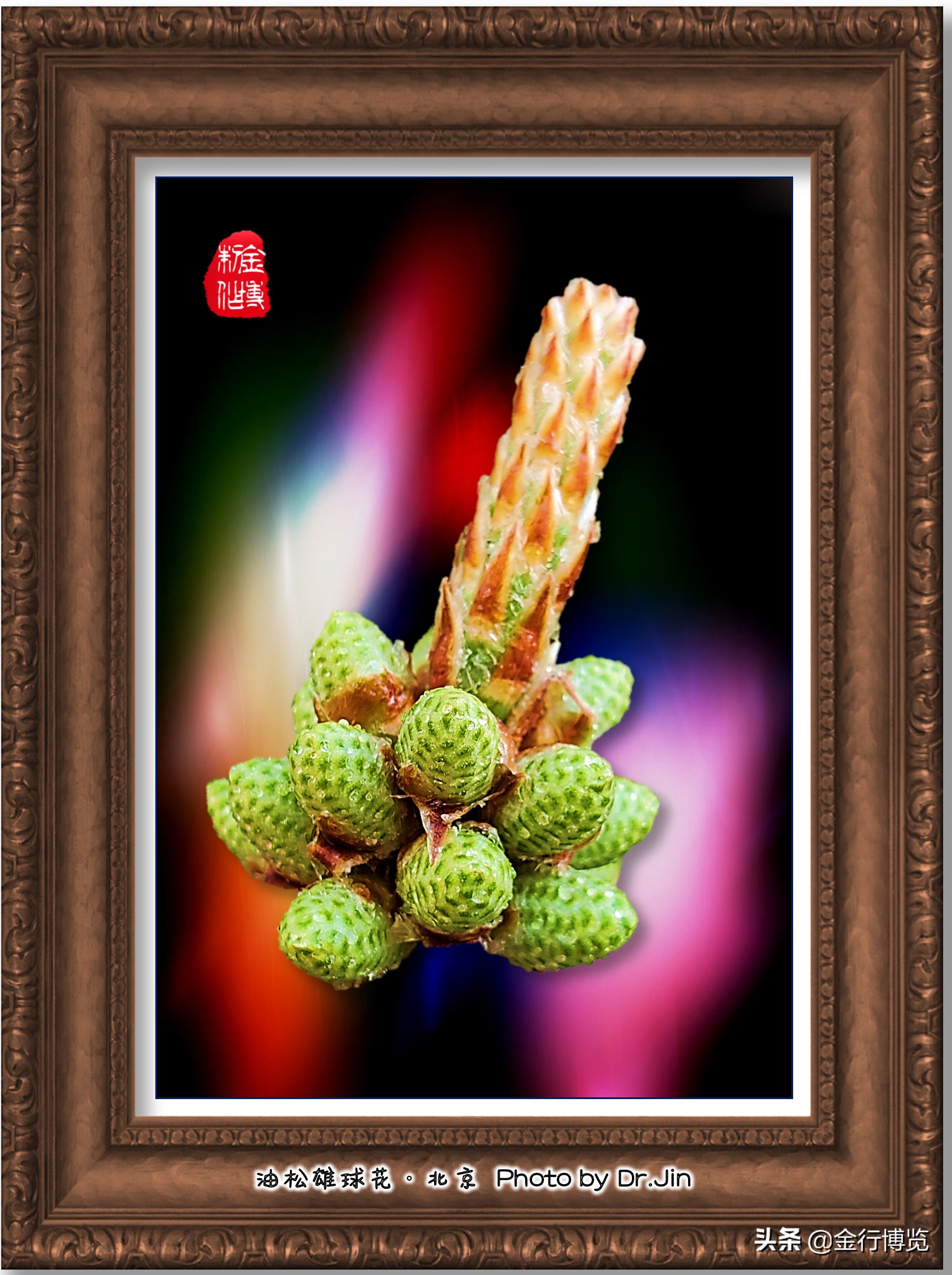 金行博览 春仲雅赏松花绿 春夏情迷松花黄 松树花 3 Mp头条