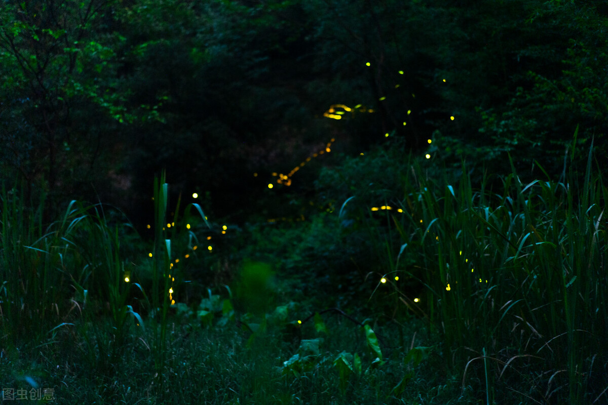 四川发现5厘米巨型萤火虫！萤火虫发光是因为看不见路吗？