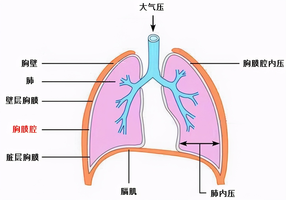 氣胸常見問題 佛山市一胸外科古衞權 Mdeditor