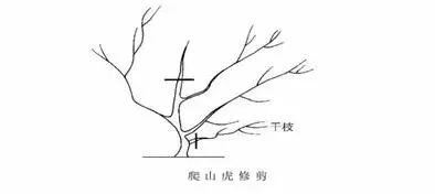 园林景观-乔木、灌木、藤本植物养护技术规范