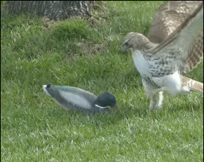鷹一爪子抓住鴨子的頭，連續攻擊後疑惑：你怎麼不跑啊？