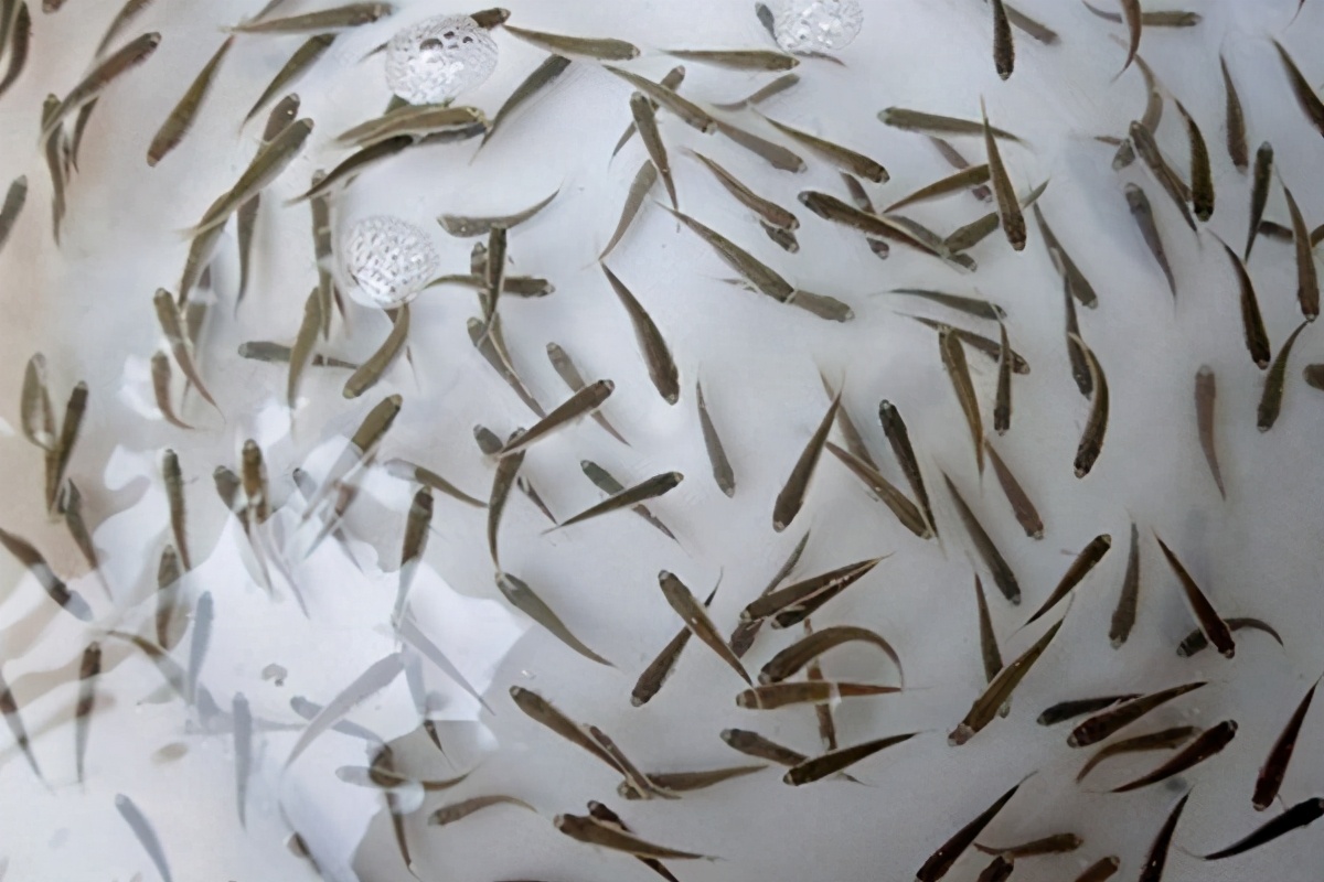 简述水花育苗的饲养方法下塘前精心下塘后细心乐趣无限