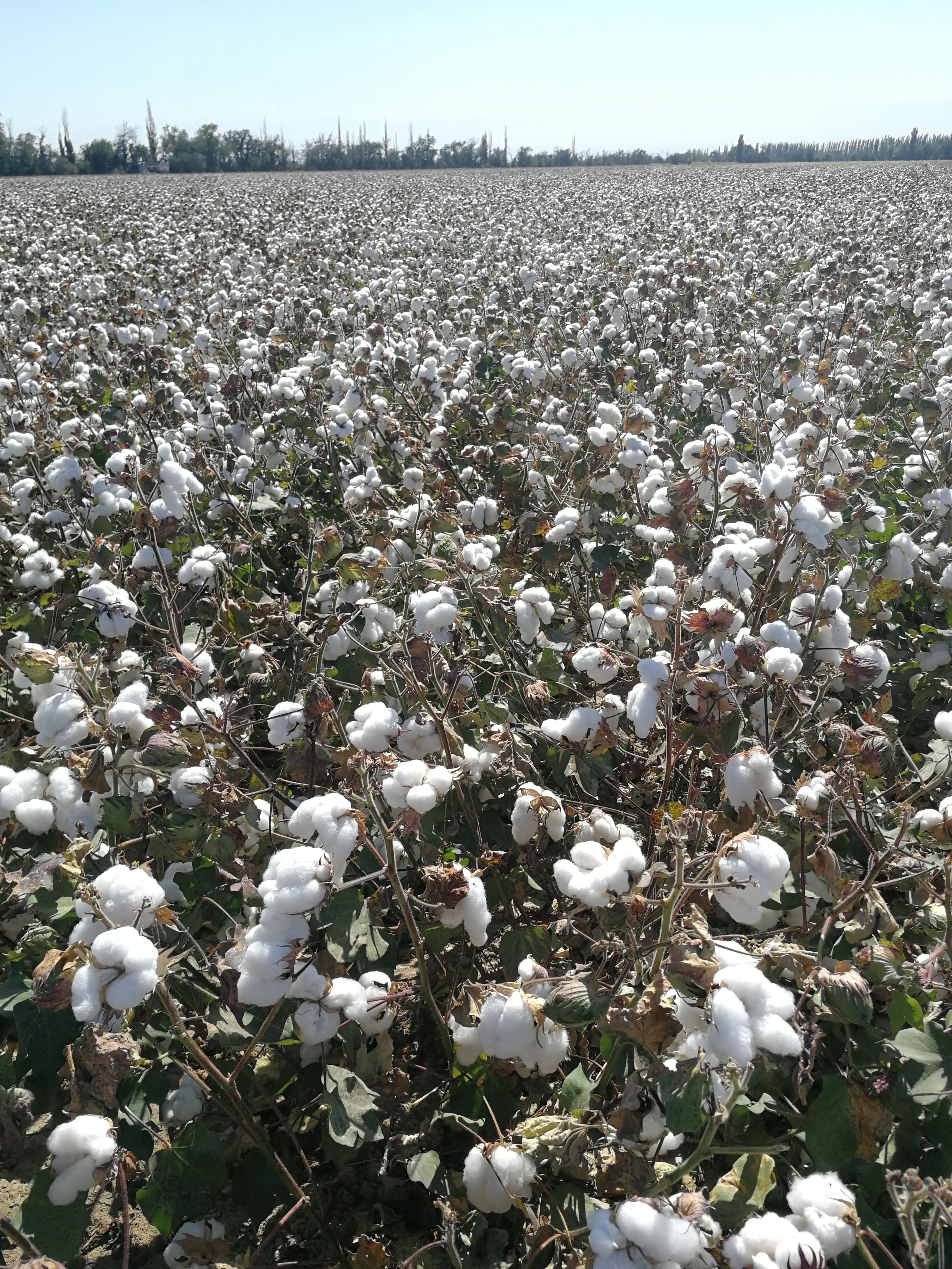 庆丰收感党恩大阵势全机械六十三团65万亩棉花迎来采收季