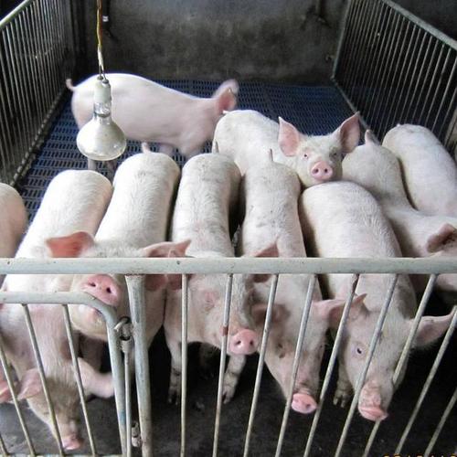 为什么你的保育猪长得慢？是饲料的问题吗？
