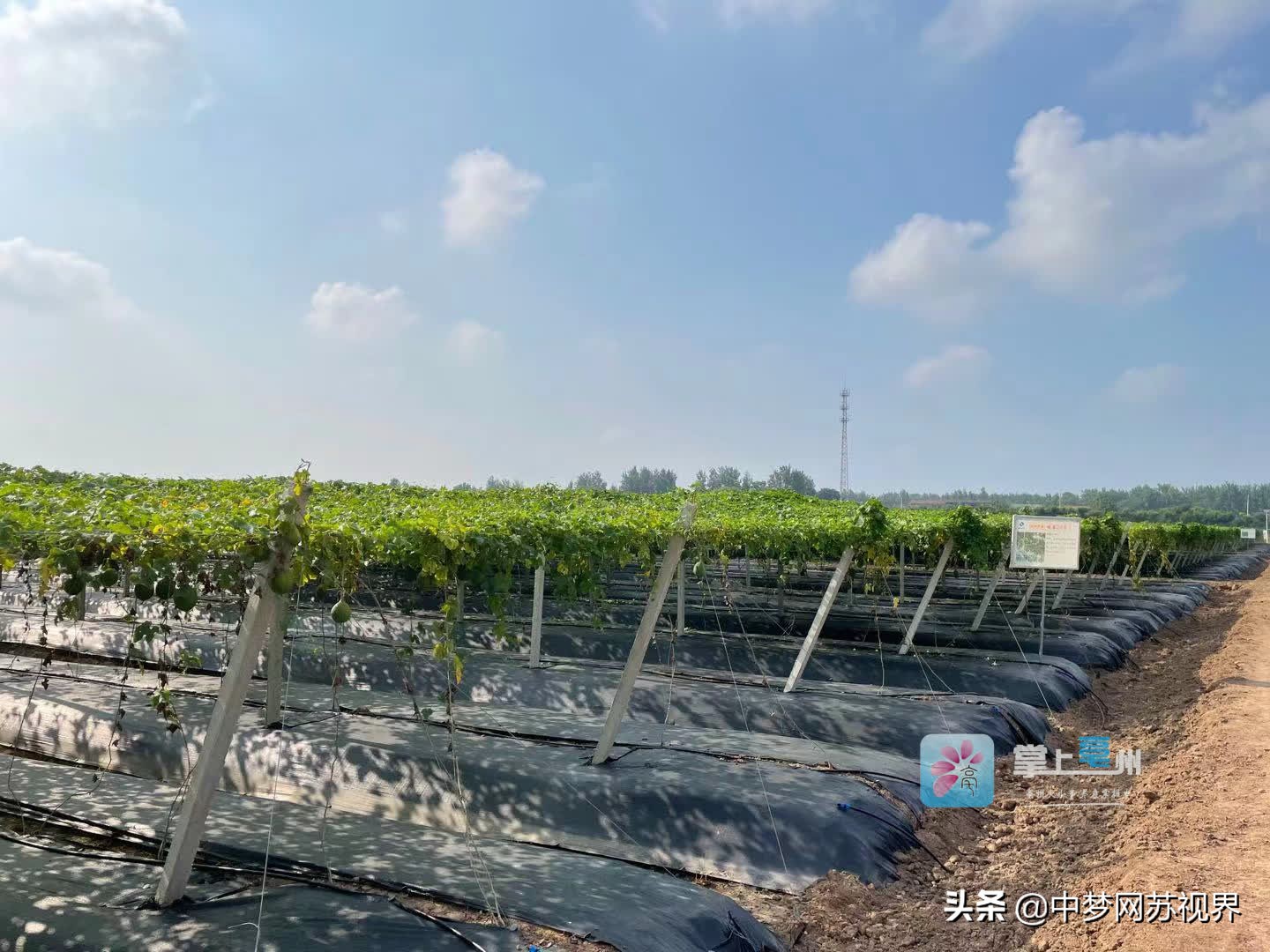构建全产业链体系 建设“世界中医药之都”