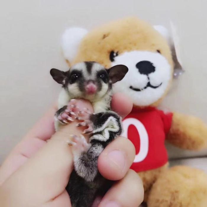 Guide to feeding honey gliderswhat kind of psychological preparation