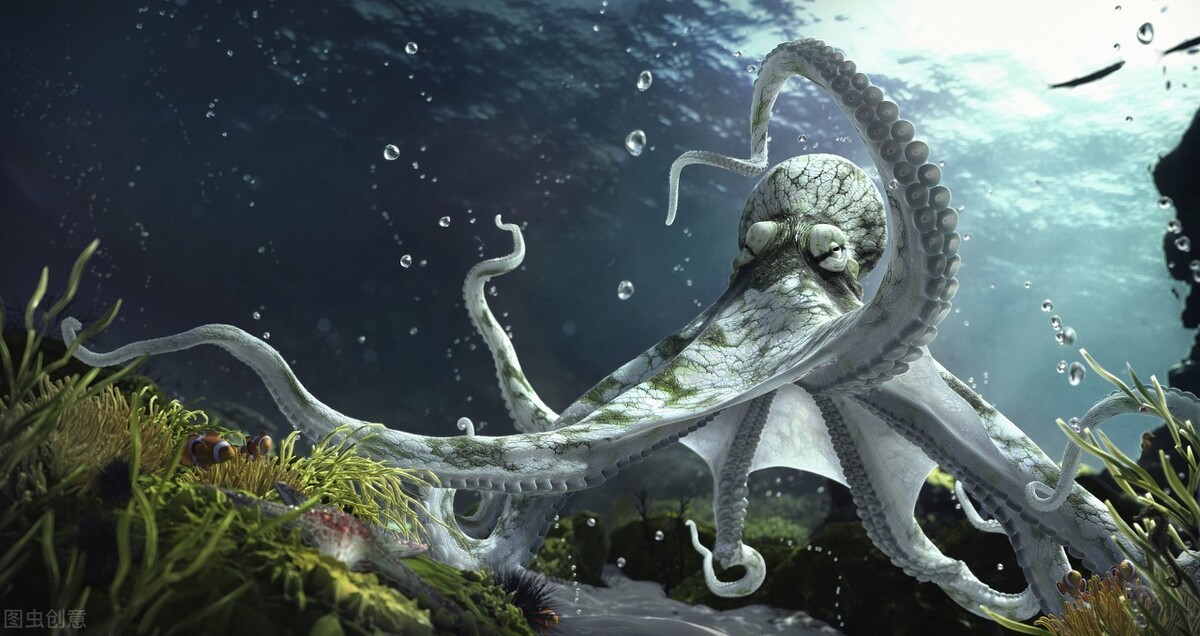 都說章魚很聰明，可為什么章魚沒有比人類，先進化成智慧生物？