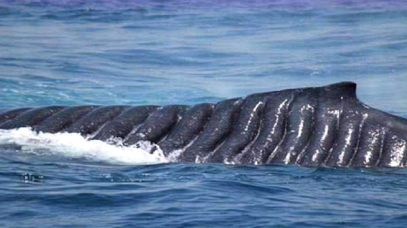 航空母舰的螺旋桨有多可怕？看看这些海洋生物