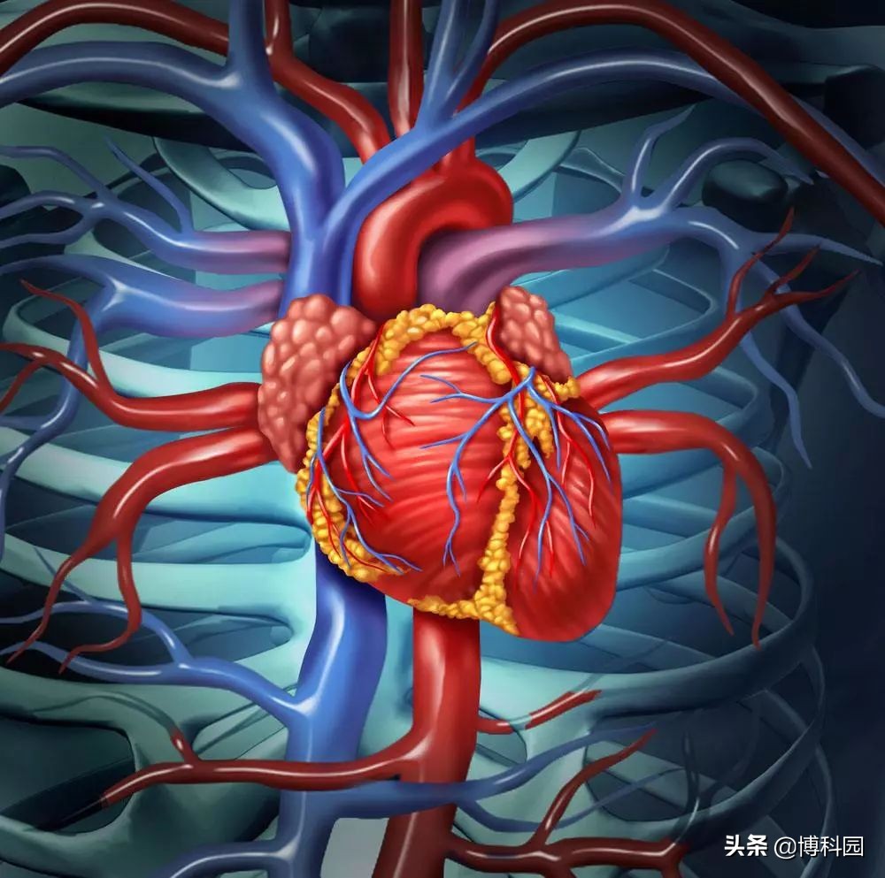 开发出突破性方法研究心肌细胞电信号：利用纳米火山研究心脏细胞