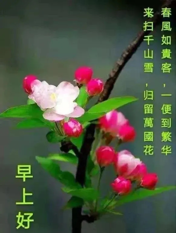 好看的早上好的祝福语图片大全，唯美早上好动态表情包图片